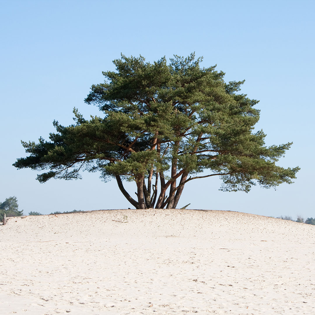 illu-our-clients-mobile